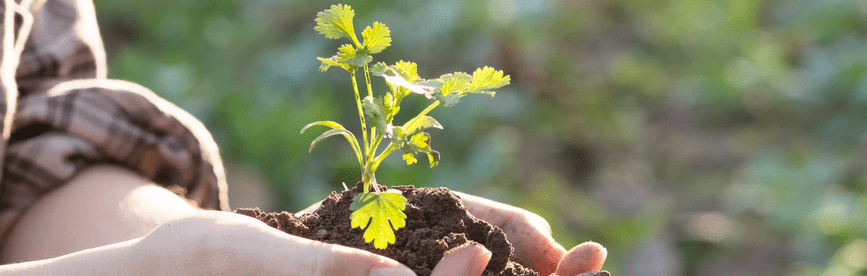 Cultivating Your Garden (Contemplation Two)