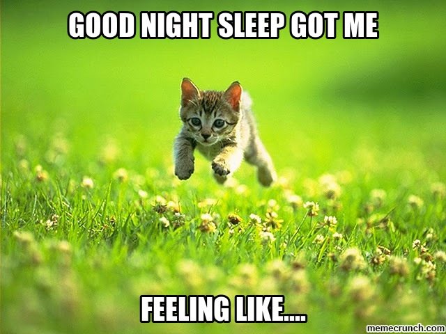 Meme of cat in field with text "Good night sleep got me feeling like..."