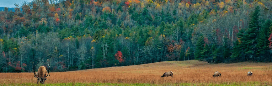 CPE in North Carolina — License Renewal Requirements
